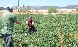 Bilecik'te Medetli Kavunu Hasadı Başladı: Kilosu 30-40 TL Arasında Satılacak