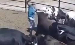 Boğanın saldırısına uğrayan kişi ağır yaralandı