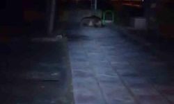 Bolu Kıbrıscık'ta Çocuk Parkına Ayı Girdi