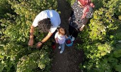 Bolu'da 'İstediğin Kadar Ye, Aldığın Kadar Öde' Sistemli Meyve Bahçesi İlgi Görüyor
