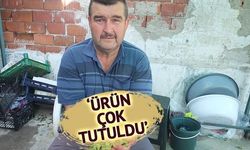 Burhaniye'de Bamya Fiyatları Üreticinin Yüzünü Güldürdü