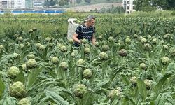 Bursa, Enginar Üretiminde İzmir'i Geride Bırakmaya Hazırlanıyor