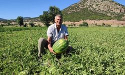 Denizli Dodurga'da Karpuz Hasadı Başladı: Kilosu 8 TL'den Satılıyor