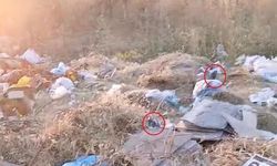 Diyarbakır'da Boş Arazide Biriken Çöpler Fare Sorununu Arttırdı