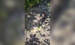 Dökülen Betonda Mahsur Kalan Yavru Köpeğin Kurtarılması Kameralara Yansıdı