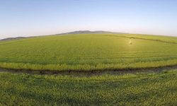 Edirne'de Beyaz Altın Çeltik Tarlaları Havadan Görüntülendi