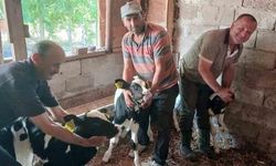 Edirne'de Holstein Irkı İnekten Üçüz Buzağı Sevinci