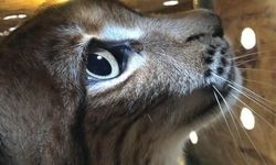 Edirne'de Kaçakçılık Operasyonunda 4 Yaban Hayvanı Kurtarıldı