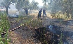 Efeler'de Zeytinlik Yangını Kuru Ot Biçimi Sırasında Çıktı