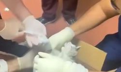 Elazığ'da Kırık Bacaklı Sokak Kedisine Acil Serviste Müdahale