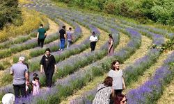 Erzincan'daki Lavanta Bahçesi Ziyaretçilerin Yeni Gözdesi