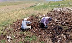 Erzurum'da Kırkılan Kuzuların İnce Yünleri Alıcı Bulamayınca İmha Ediliyor