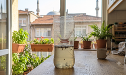 Evde Basit Malzemelerle Sinek Tuzağı Hazırlama Yöntemi