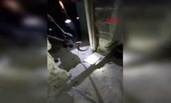Evin Bodrumuna Giren Yılanın Yakalanma Anı Kamerada