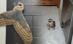 Gece Yarısı Evine Giren Baykuşu Arı Maskesiyle Yakaladı