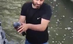 Güvercini Kurtarmak İçin Suya Atlayan Kahraman