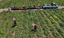 Hatay'da Kavurucu Sıcaklarda Domates Hasadı: İşçiler 1100 TL Yevmiye Alıyor