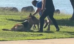 İki Adam Arasındaki Kavgaya Köpekler de Karıştı