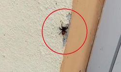 İnegöl'de Soyu Tehlike Altında Olan Uğur Böceği Örümceği Görüldü