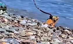 İzmir'de Denize Giren İguana İlgi Odağı Oldu