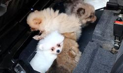Kapıkule Sınır Kapısı'nda Kaçak Pomeranian Yavru Köpekler Ele Geçirildi