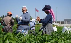 Karaağaç Acı Biberi Hasadı Başladı: Kimyasal Kullanılmadan Yetişen Edirne Lezzeti