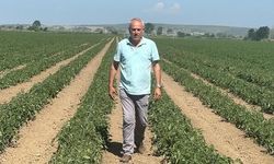 Karacabeyli Üretici 20 Milyon TL Zarardan Sonra Karpuzu Bıraktı