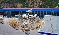 Kızılcahamam Leylekleri Yeni Yavrularıyla Göç Hazırlığında