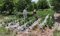 Kütahya'da Nohut ve Barbunya Üretiminde Demonstrasyon İncelemeleri Yapıldı