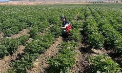 Kütahya'da Patates Tarlalarında Bitki Pasaportu Denetimleri Başladı