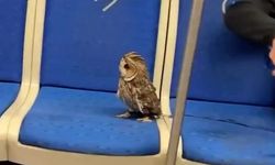 Metroda Beklenmedik Ziyaretçi