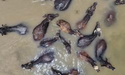 Muş'ta Sıcaklarla Mücadelede Mandaların Karasu Nehri Serinliği