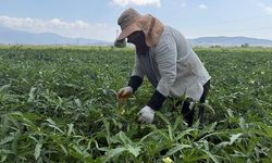 Osmaniye'de Bamya Hasadı Başladı: Kilosu 120 Liraya Ulaştı