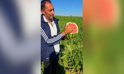 Portakal Soyar Gibi Karpuz Soyma Yöntemi İlgi Çekti