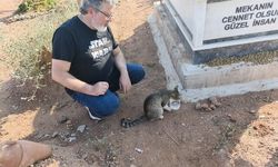 Sahibinin Mezarında Aylardır Bekleyen Kedi Duygulandırdı