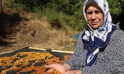 Saimbeyli Kirazı Kilosu 100 TL'den Kurutularak Kışlık Çereze Dönüşüyor