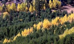 Sarıçam Ormanlarında Pinene Yağı Üretimi İçin Milli Adım
