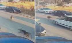 Silivri'de Sokak Köpeğine Çarpan Sürücü Tutuklandı
