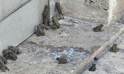 Sivas Hafik'te Sağanak Sonrası Yavru Kurbağa Yoğunluğu