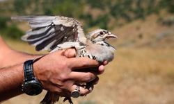 Sivas'ta Kene Mücadelesi İçin 500 Keklik Doğaya Salındı