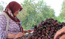 Sultandağı Kirazı ABD ve Avrupa Pazarında Rekor Talep Görüyor