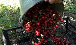 Sweetheart Kirazı Ağlasun'da Üretimi Yaygınlaştırdı