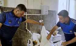 Tarsus'ta fırın denetimlerinde haşereli hamur tespit edildi ve imha edildi