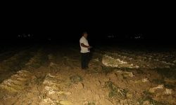 Taşköprü Sarımsağı İçin Gece Nöbeti