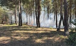 Tavşanlı'da Orman Yangını Erken Müdahaleyle Büyümeden Söndürüldü