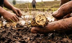 Tayland'da 2 Bin Yıllık Altın Yüzükler Pirinç Tarlasında Ortaya Çıktı