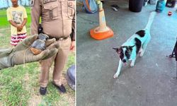 Tayland'da Evcil Köpeğin Getirdiği El Bombası Paniğe Yol Açtı