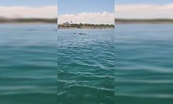 Tekirdağ kıyılarında iki yunus görüntülendi