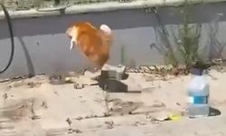 Tekirdağ'da Kedi ile Yılanın Nefes Kesen Mücadelesi Kamerada