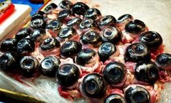 Ton Balığının Gözleri Sağlık ve Güzellik İçin Yeni Trend